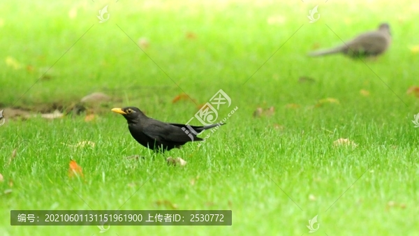 黑鶇