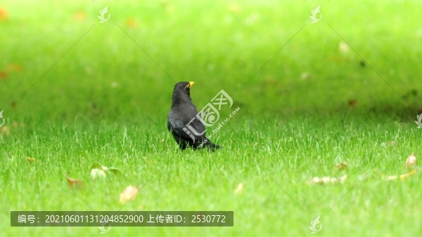 黑鶇
