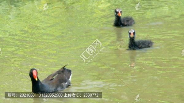 黑水雞