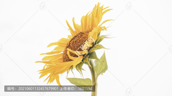 向日葵