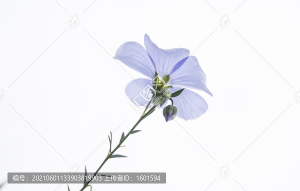 婆婆納