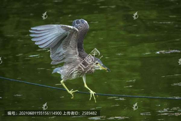 夜鷺
