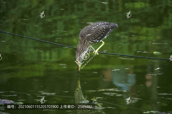 夜鷺