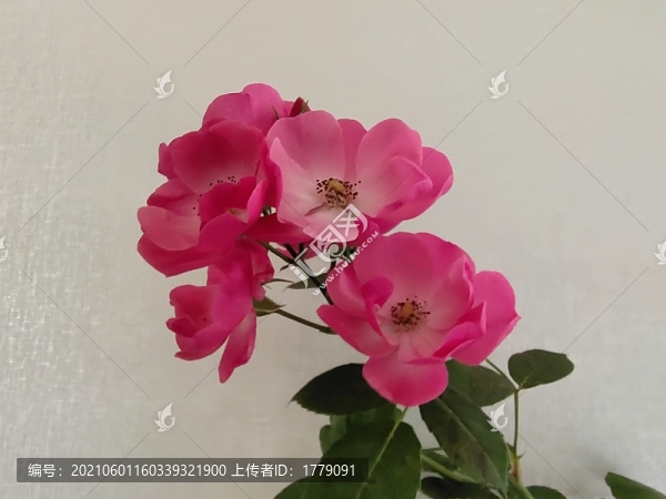 薔薇