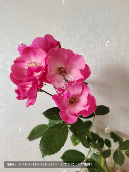 一束花