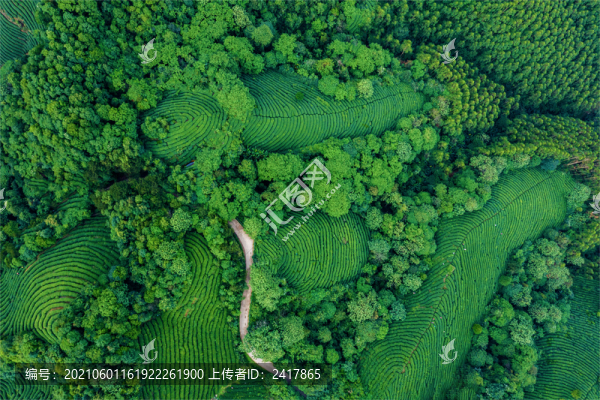 生態(tài)茶園