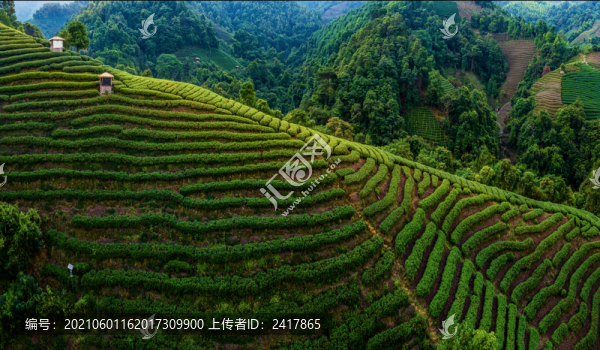 生態(tài)茶園