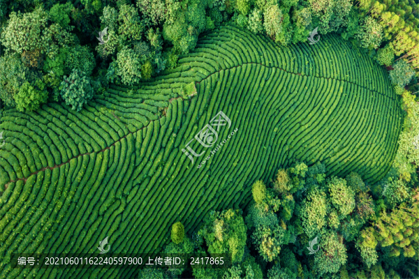 生態(tài)茶園