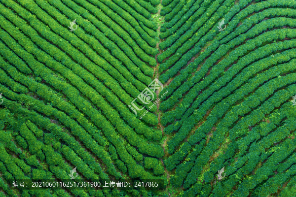 生態(tài)茶園
