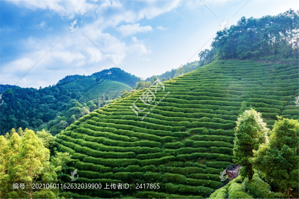 生態(tài)茶園