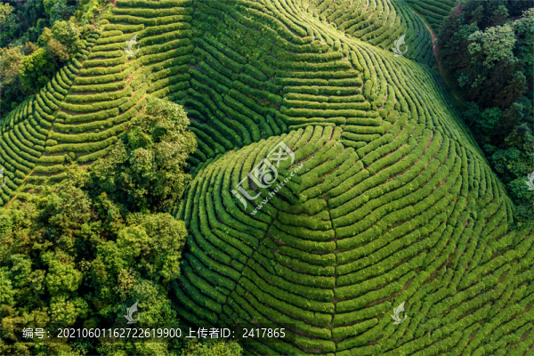 生態(tài)茶園