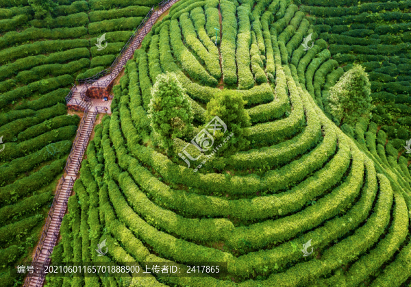 生態(tài)茶園