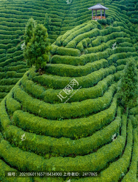 生態(tài)茶園
