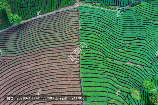 生態(tài)茶園