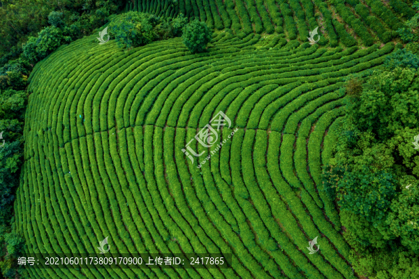 生態(tài)茶園