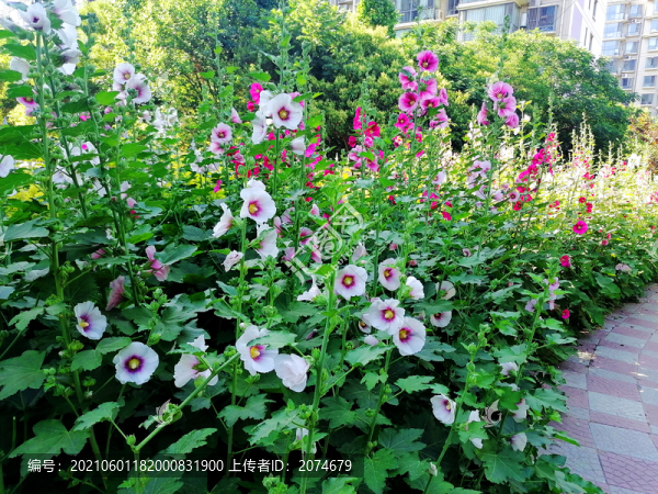 蜀葵花