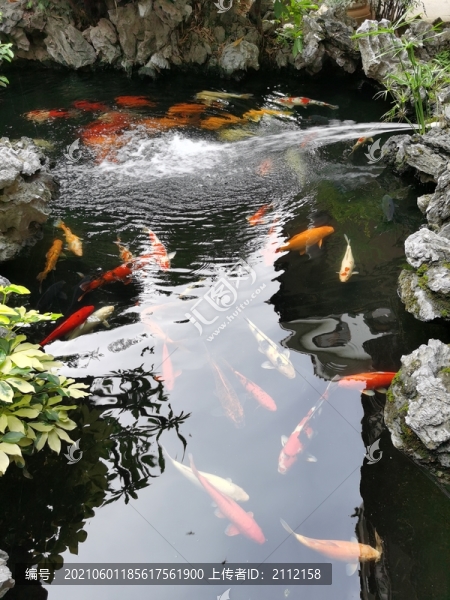 園林錦鯉池