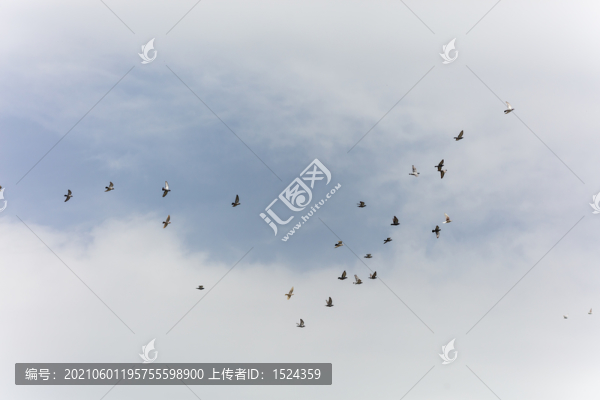 一群飛翔的鴿子