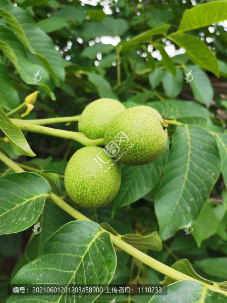 核桃樹