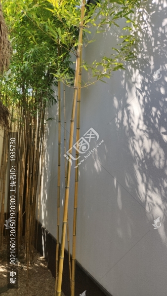 竹林