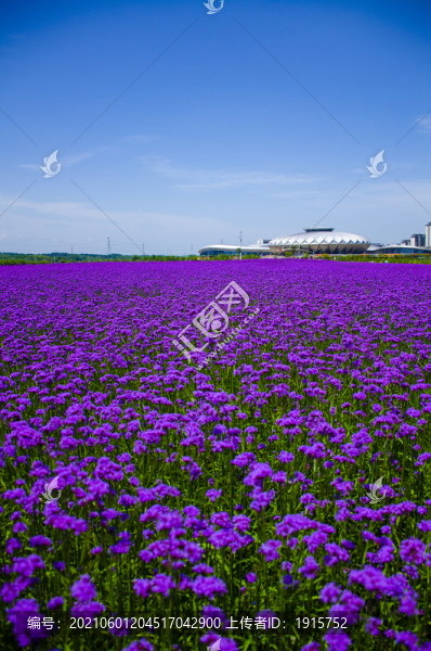 馬鞭草花海