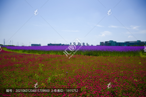花海