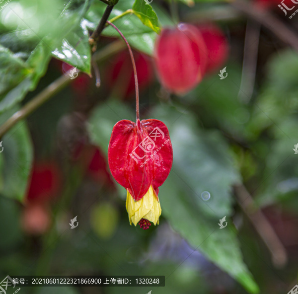 燈籠花