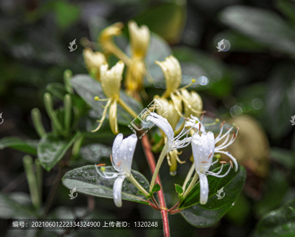 花瓣
