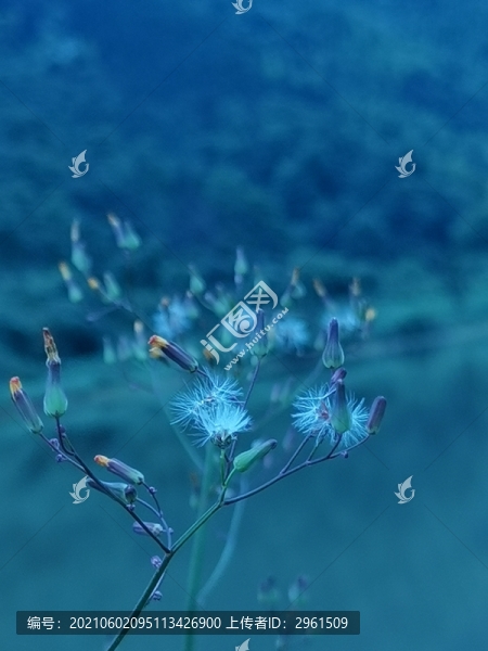 山寨蒲公英一抹綠意