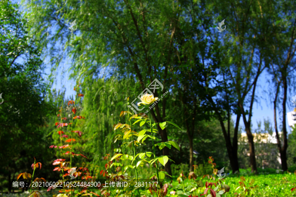 中央電視塔公園