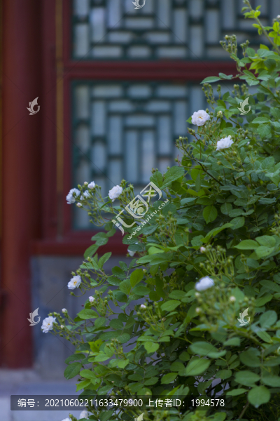 木香花