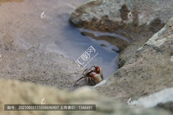 河邊的蟛蜞