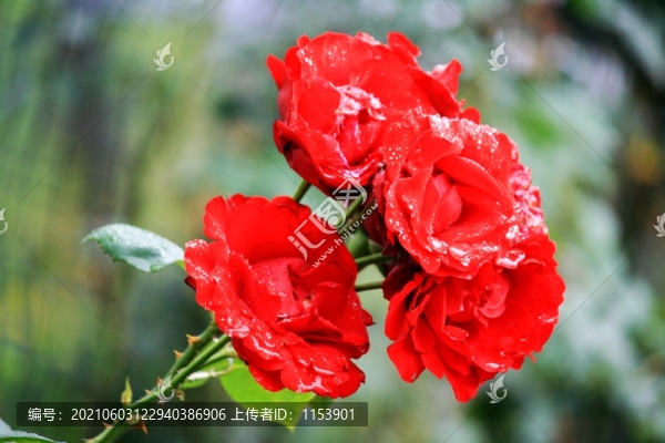 月季花
