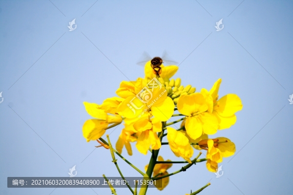 油菜花