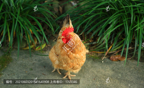 土雞