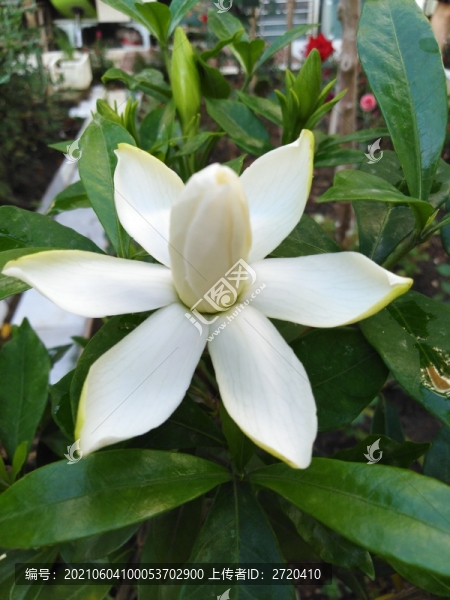 梔子花