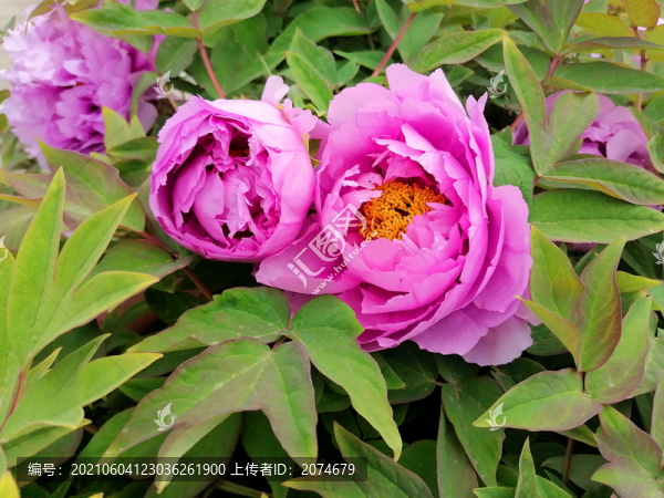 牡丹花