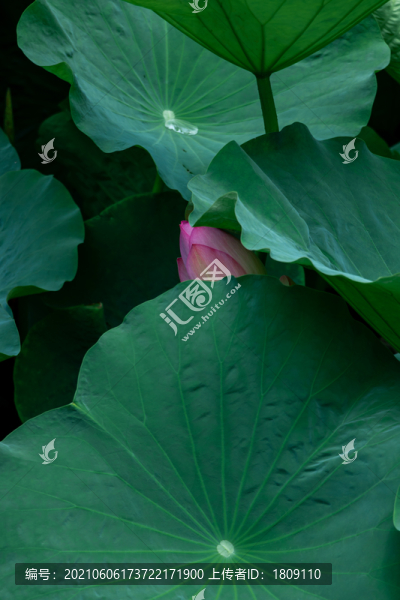 荷葉與荷花