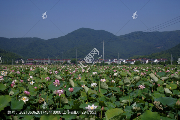 六月荷花開