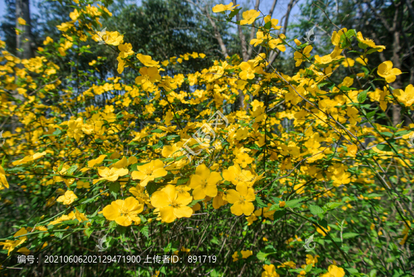 迎春花
