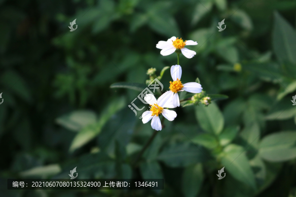 小菊花