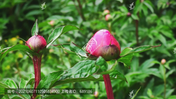 牡丹花蕾