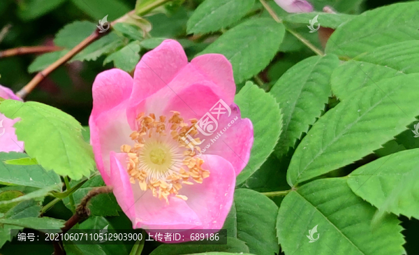 野玫瑰花