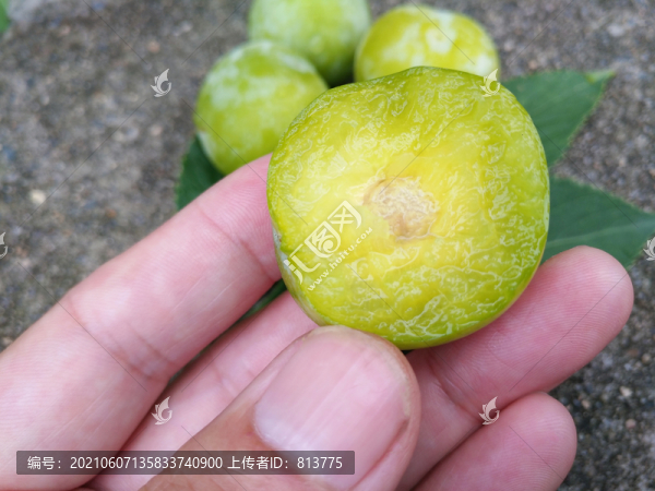 無(wú)骨脆青李