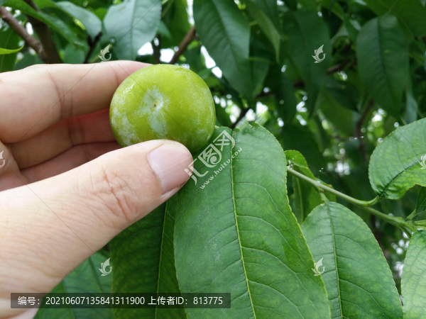 摘青李子果