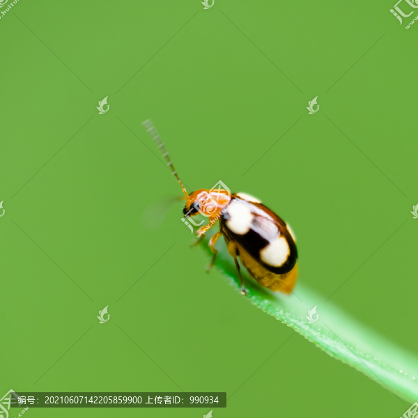 昆蟲(chóng)