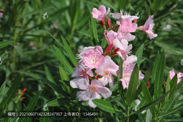 粉色夾竹桃