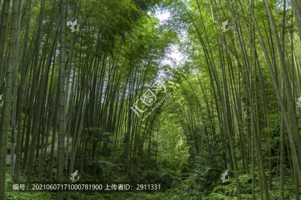 宜賓蜀南竹海