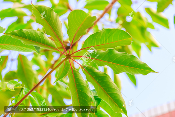 夏天的氣息