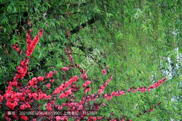 柳暗花明